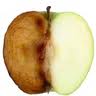 la pomme aliment antioxydant